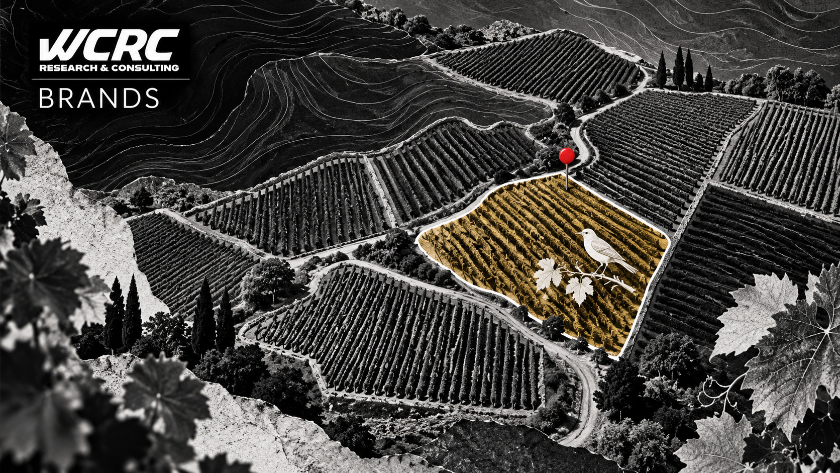 Vineyard with a bounded gold plot, illustrating the scope of site-level environmental evidence. WCRC Brands illustration.